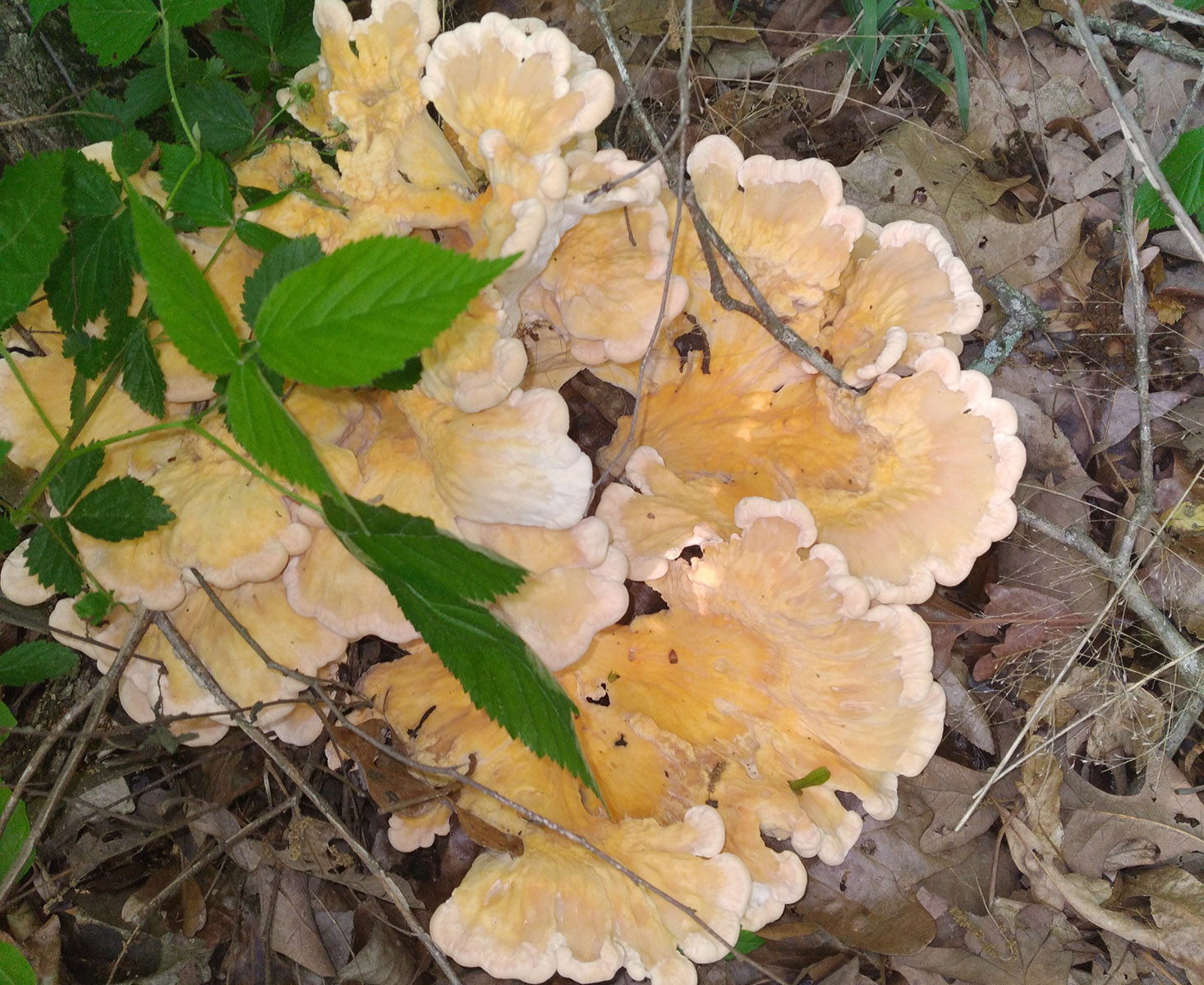 Starting a Small-Scale Mushroom Business